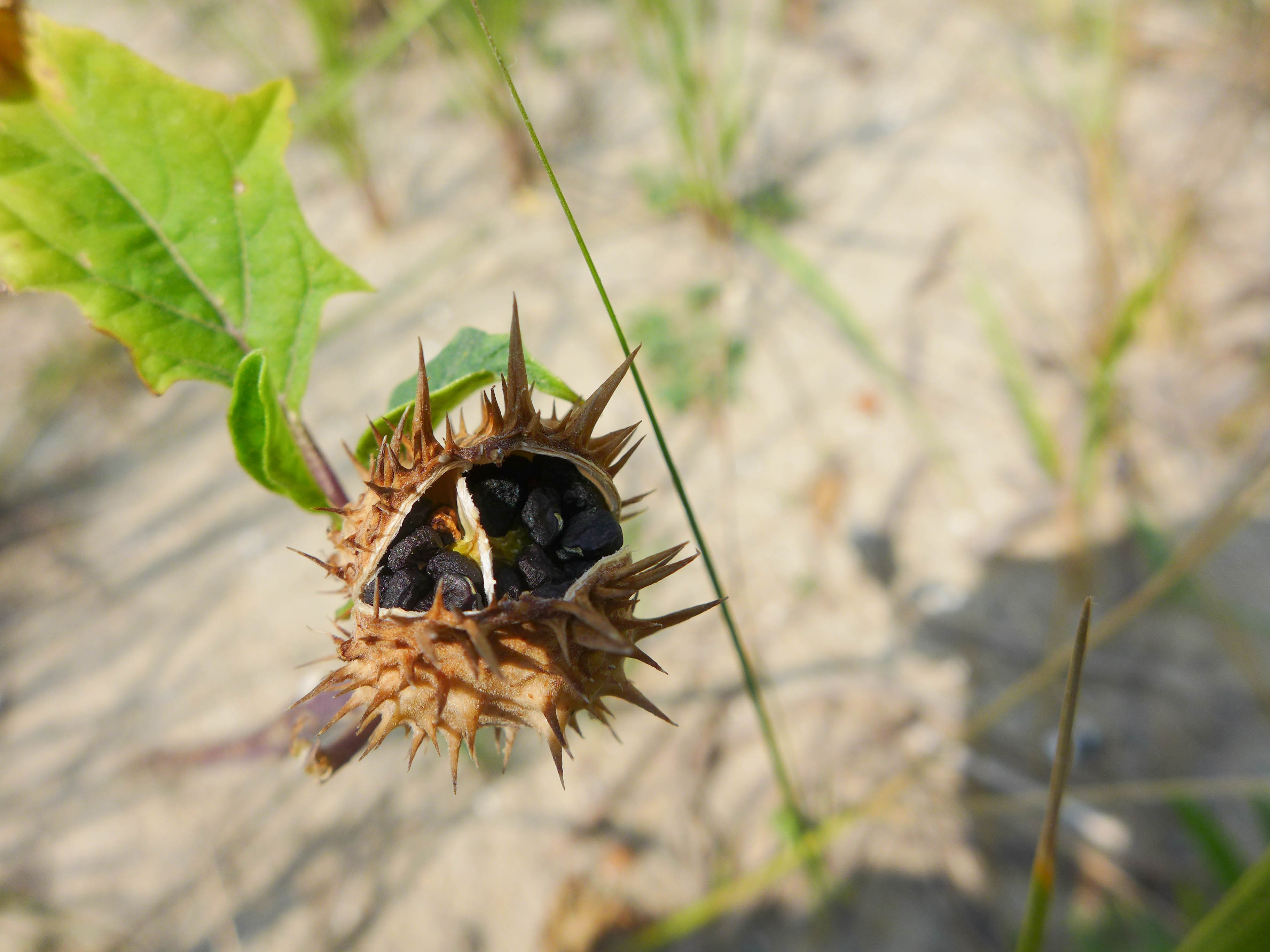 seed-pod