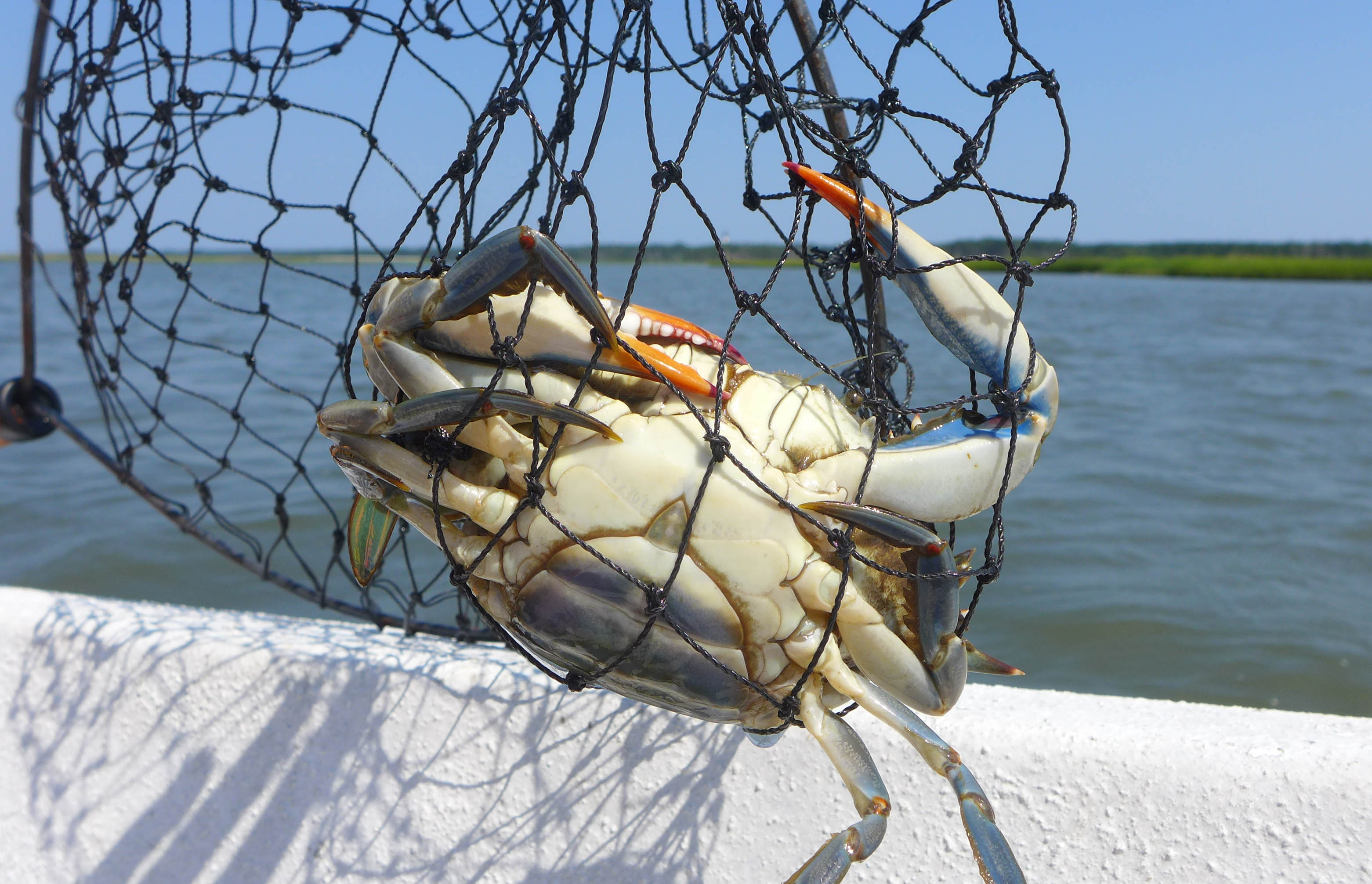 Catching Blue Crabs 1303