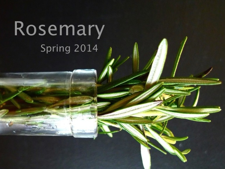 Spring 2014 : Rosemary