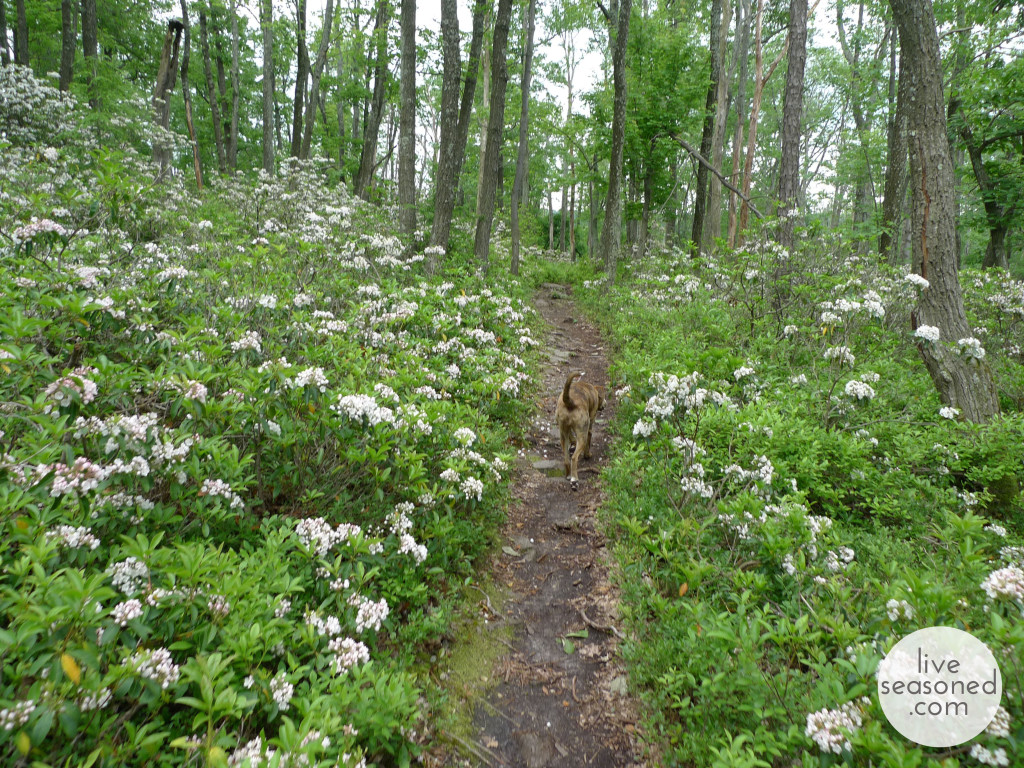 Rothrock State Forrest, same path as above with the Mountain Laurel in full bloom.