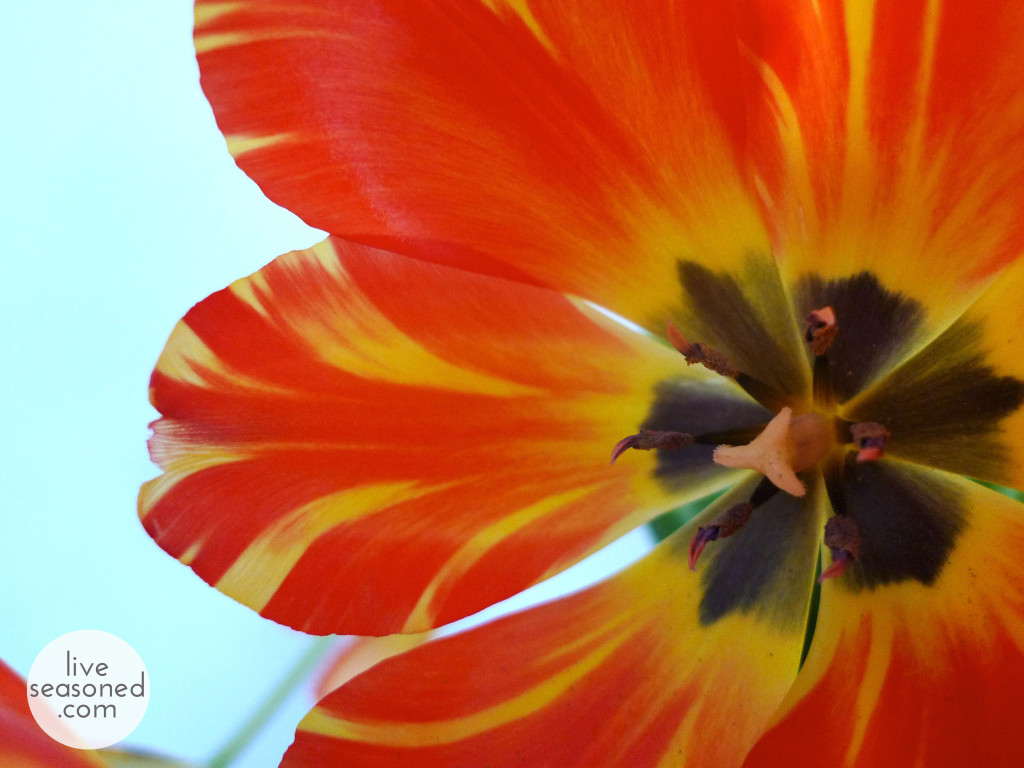 liveseasoned_spring2014_tulips_open2_wm