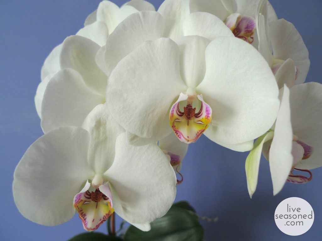 liveseasoned_spring2014_orchid-0b_wm