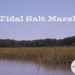 Ecosystem Profile : Tidal Salt Marsh