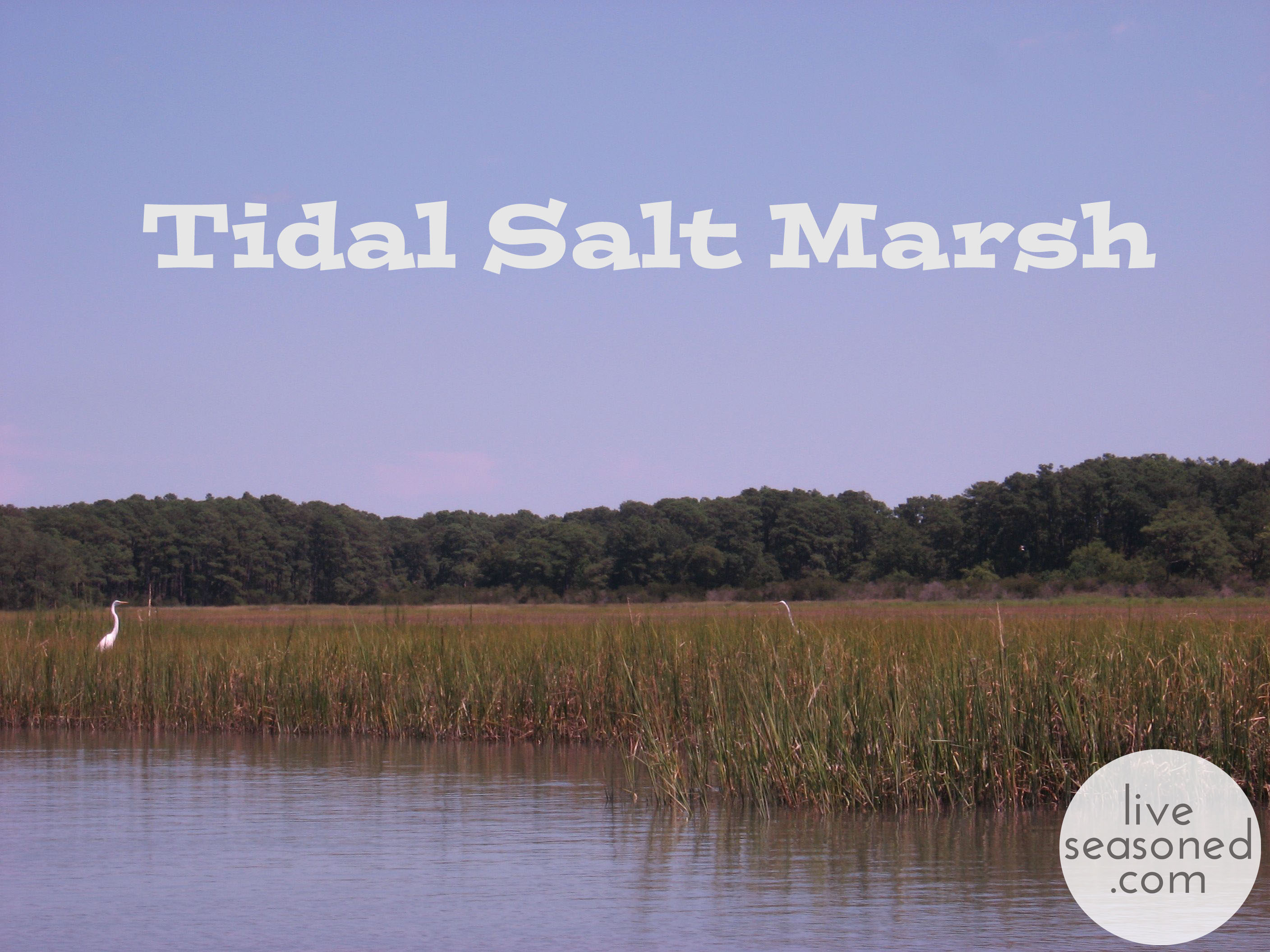 Ecosystem Profile : Tidal Salt Marsh 