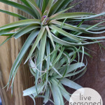 Air Plants in the Shower