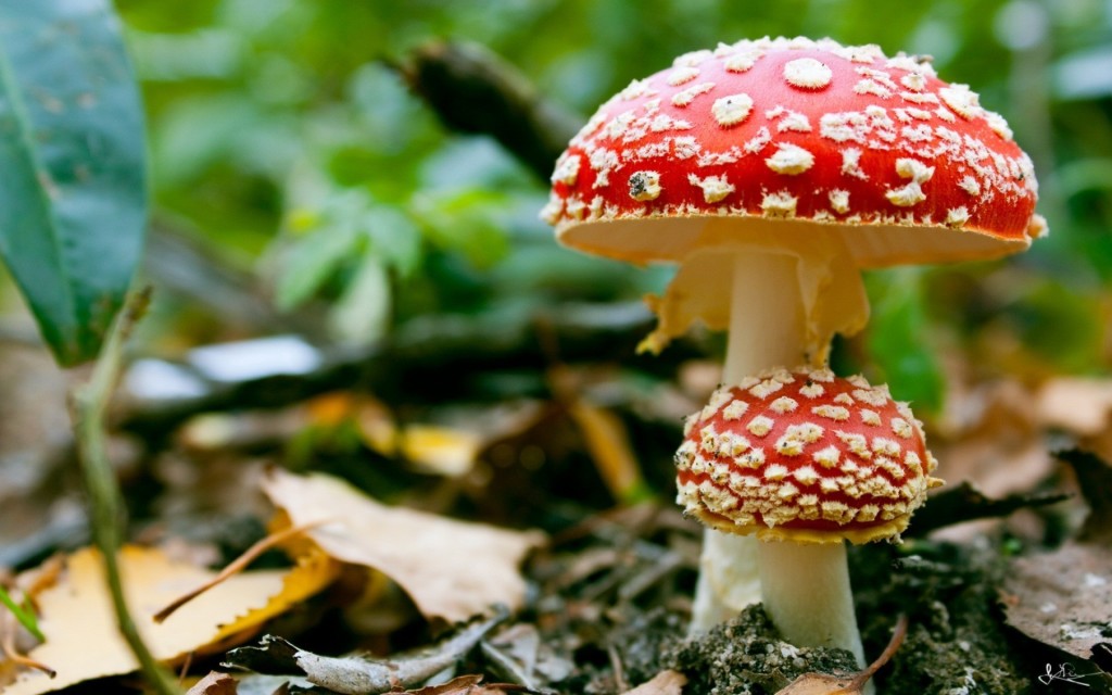 mushrooms-fungus_00358422