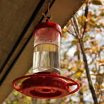 How To: Fill and Hang a Hummingbird Feeder