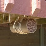 Making a Space for Native Bees