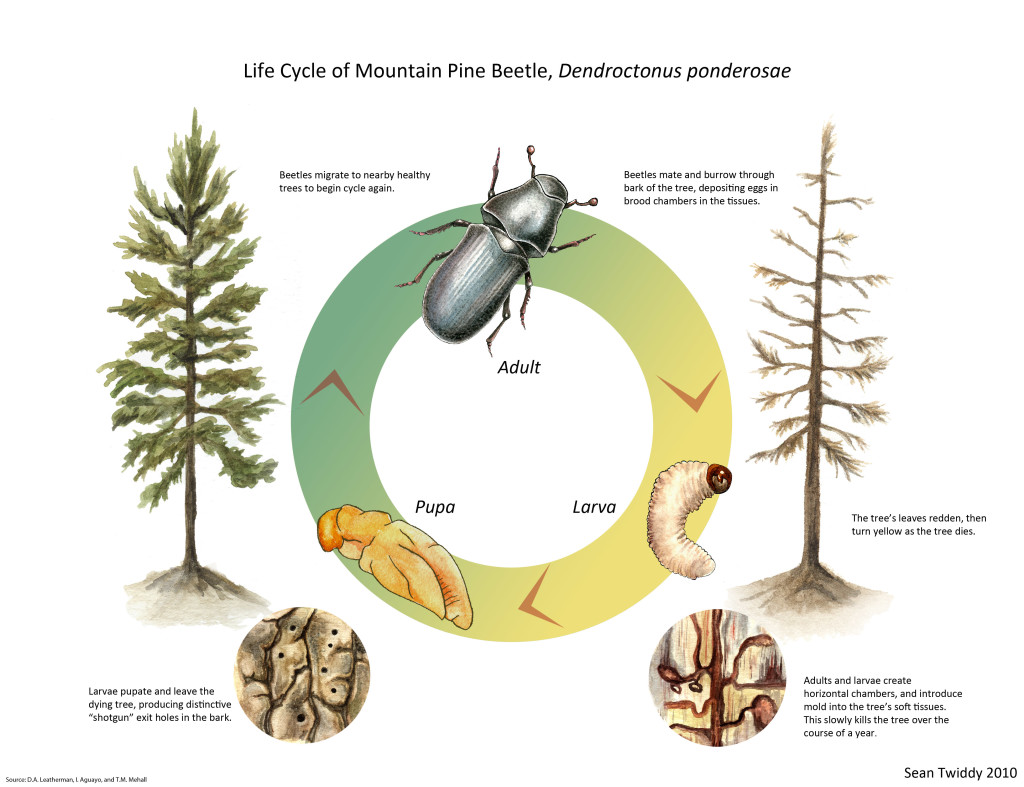 Life Cycle of Mountain Pine Beetle