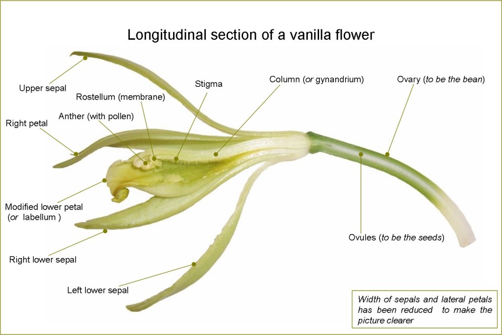 VanillaFlowerLongitudinalSection-en
