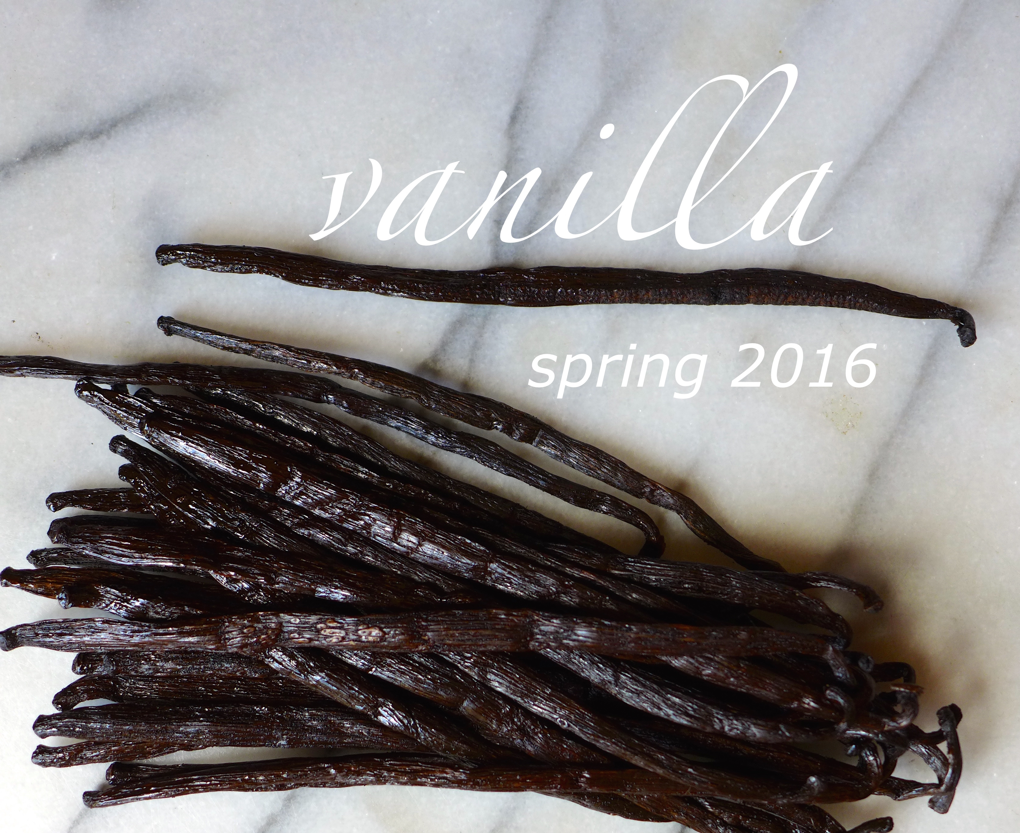 Spring 2016 : Vanilla
