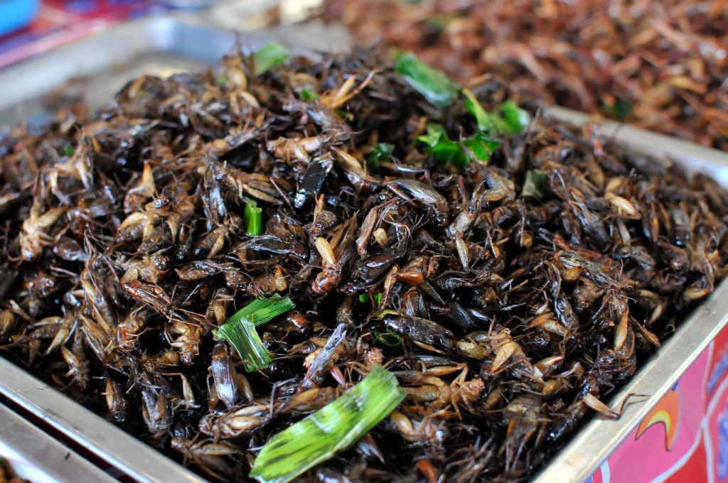 liveseasoned eat insects thailand-2