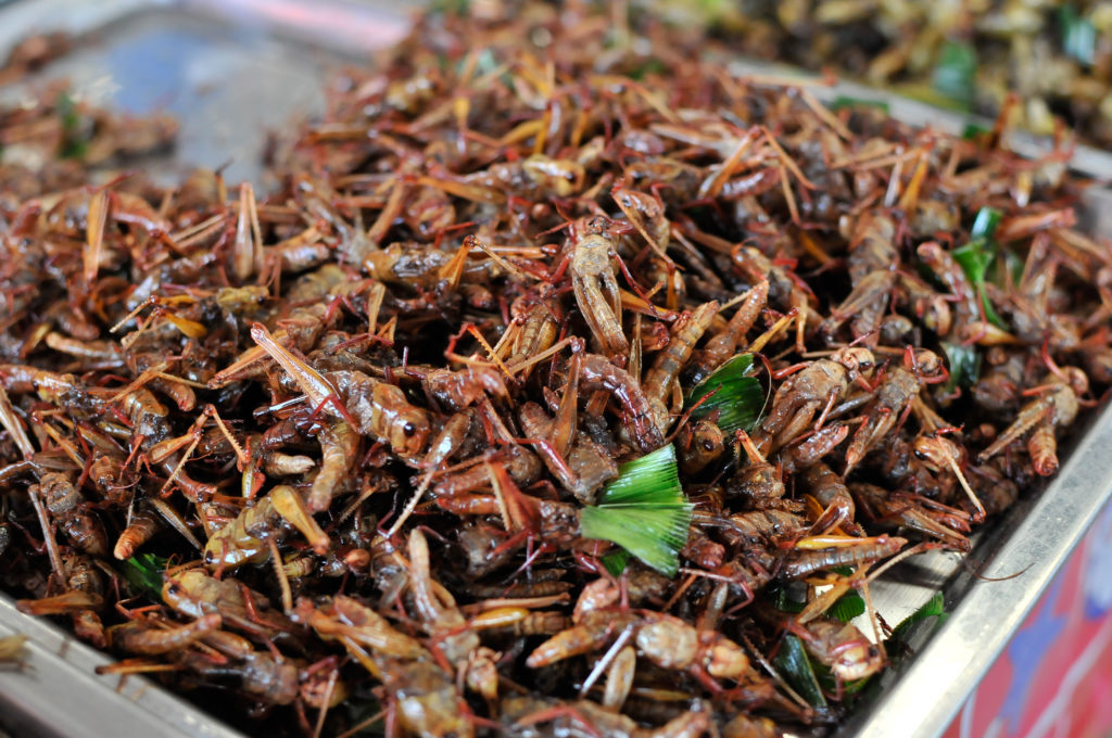 liveseasoned eat insects thailand-3