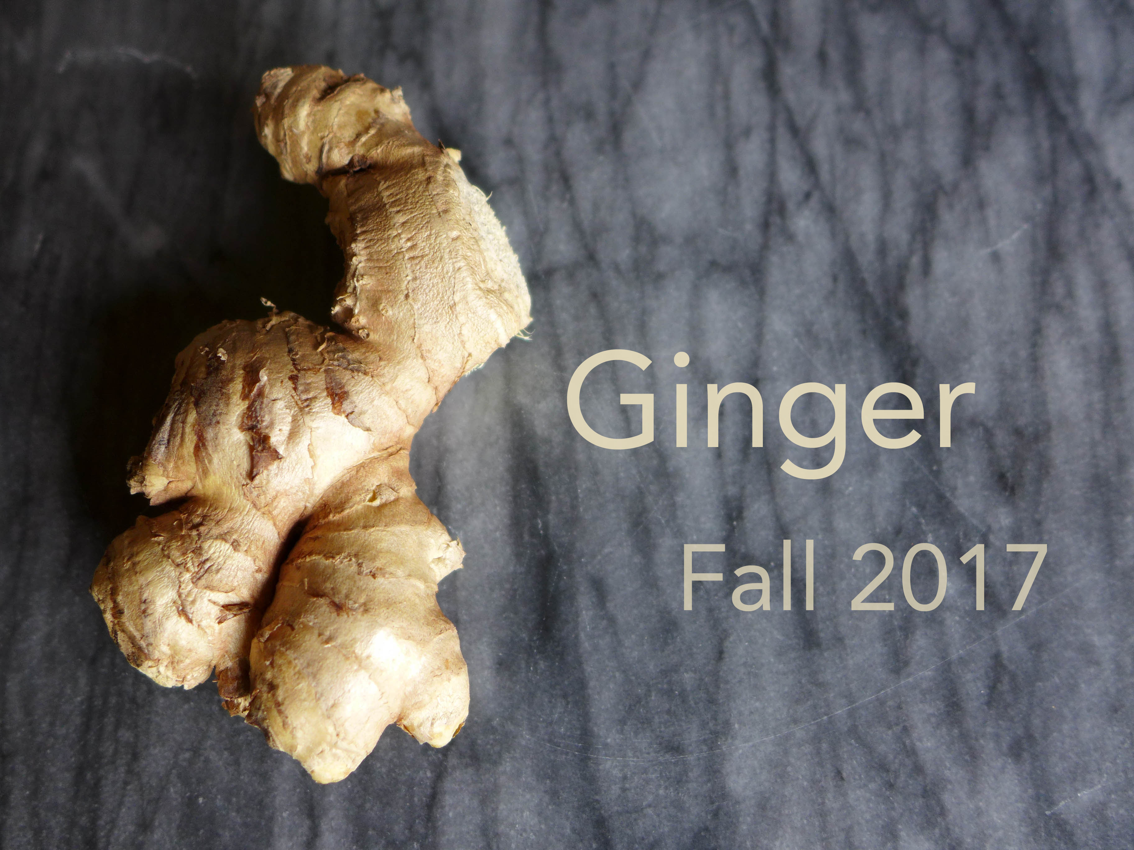 Fall 2017 : Ginger