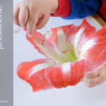 Teachable Moments : Flower Dissection