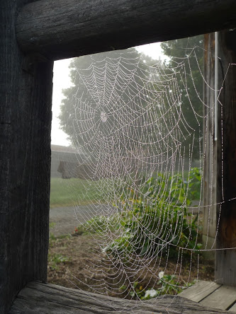 plowshare_spiderweb
