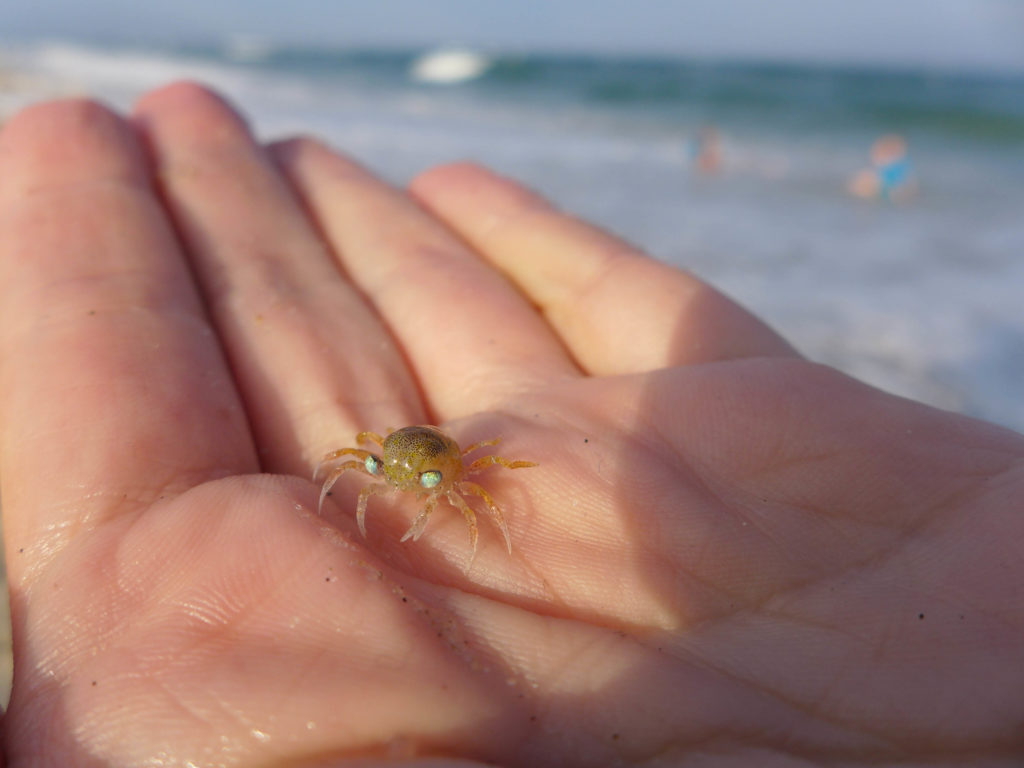 ghost_crab