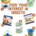 Insects from Amazon!