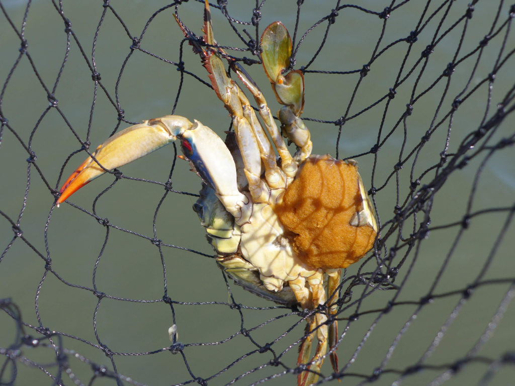 crabbing1