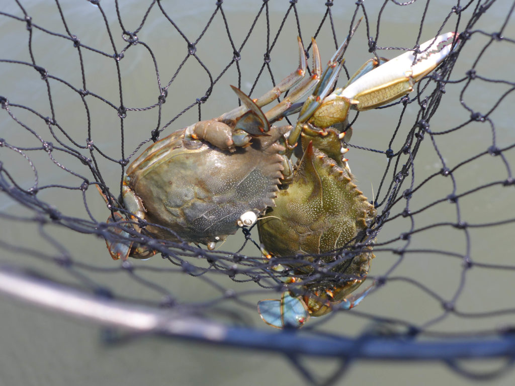 Catching Blue Crabs 