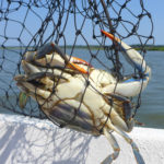 Catching Blue Crabs