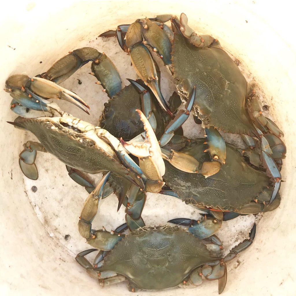 crabbing9